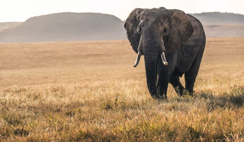 ¿Qué es el rewilding y por qué Escocia podría adelantarse a los demás países?