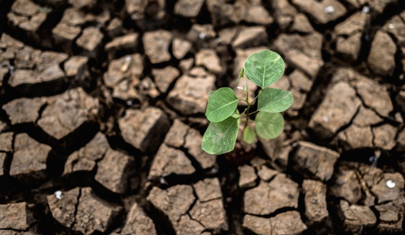 Alerta científica por medidas para compensar el cambio climático que harán más daño al planeta