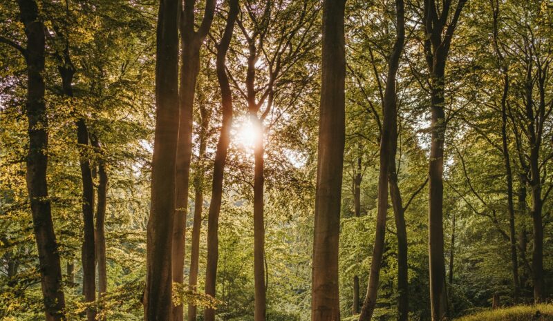 Parar el cambio climático buscando recursos que sustituyan al petróleo en los bosques