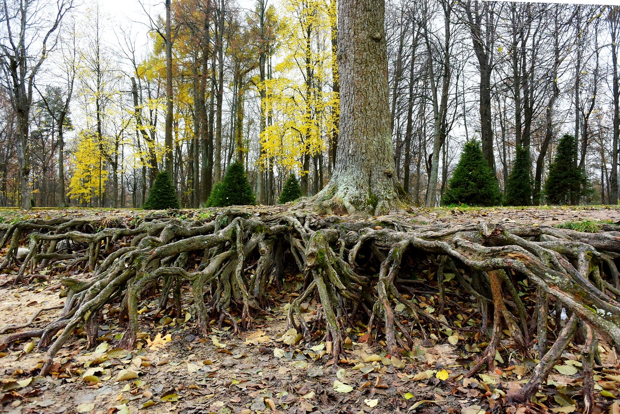 raíces de un árbol a la vista